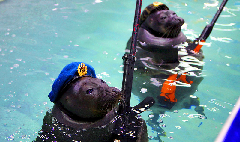 The real navy seals Meme by The_soviet_onion2004