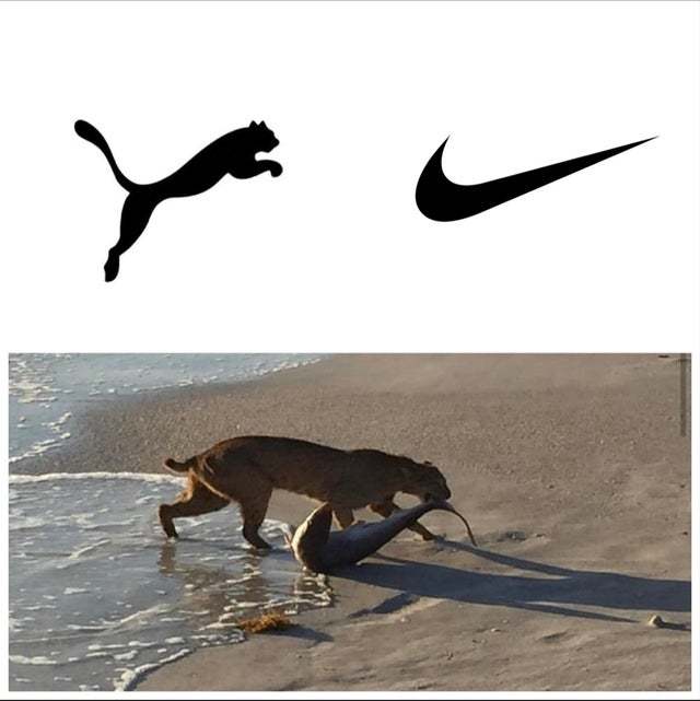puma sem rabo fodase Meme by Aantares ) Memedroid