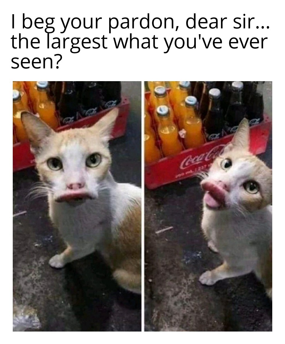 The best Curtains Match The Carpet memes ) Memedroid