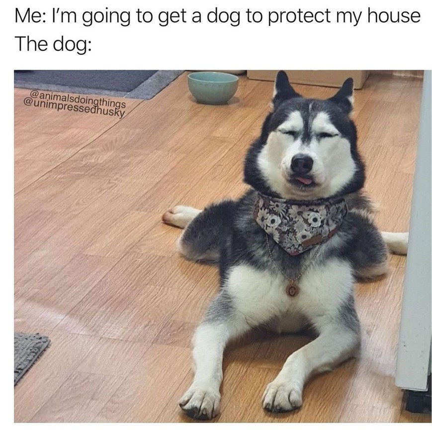 Dog Meme subido por Woz8005 ) Memedroid