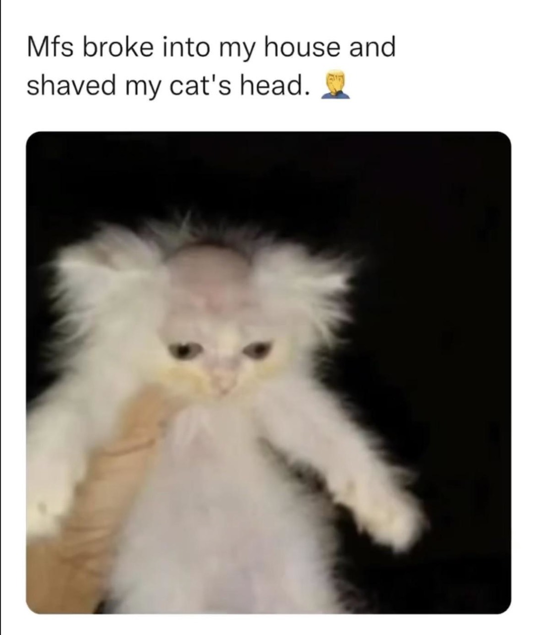 Cat meme Meme by gingerbro ) Memedroid