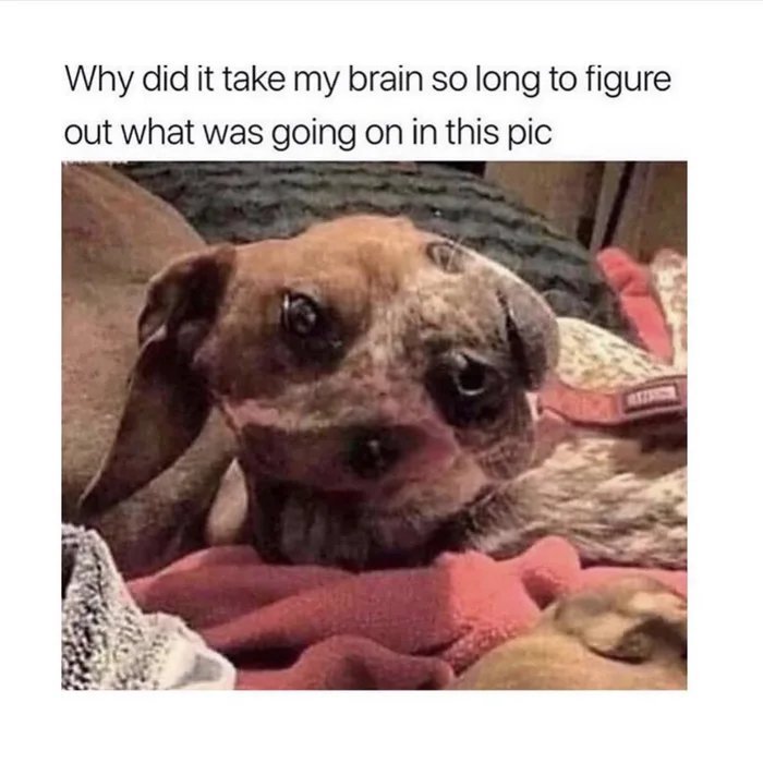 dog meme Meme by Ookle ) Memedroid