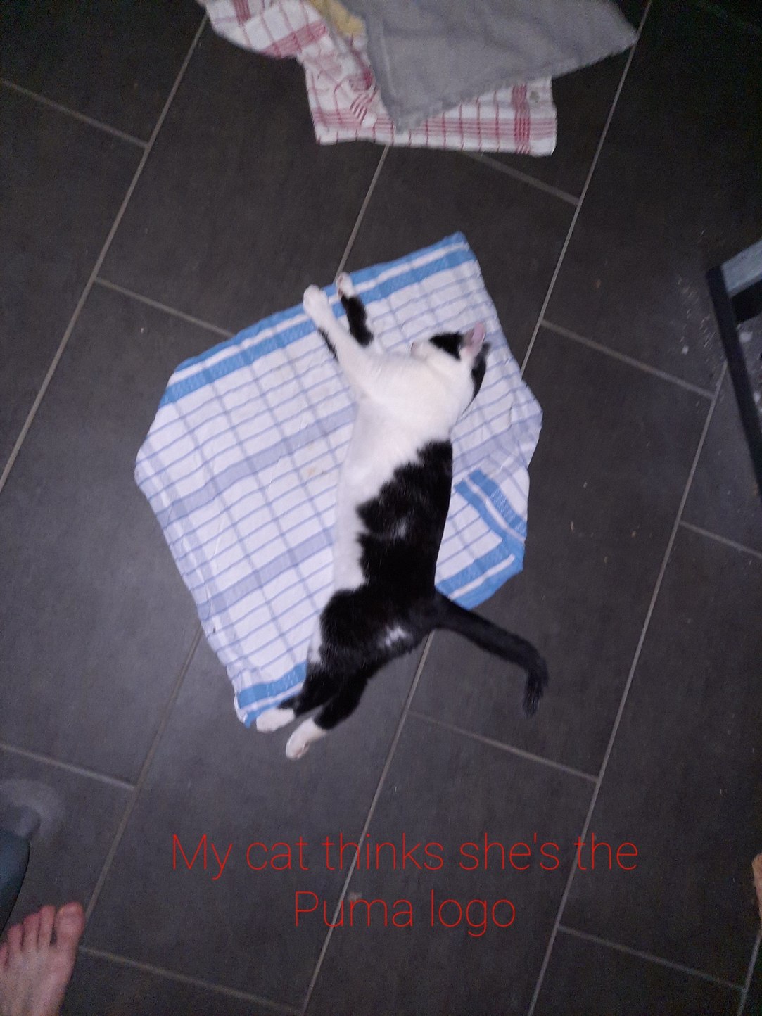 Puma cat Meme by futziesalzmann ) Memedroid