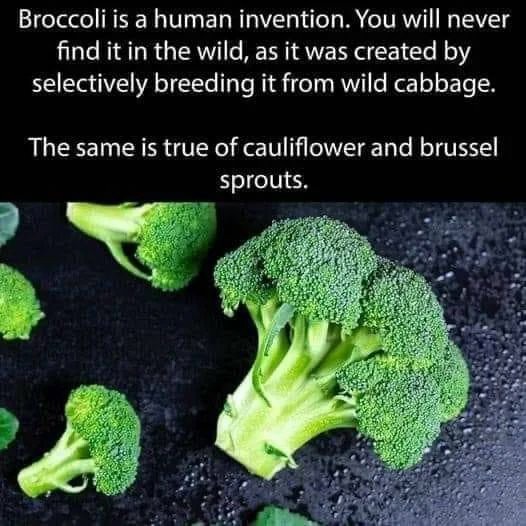 The best Broccoli memes ) Memedroid