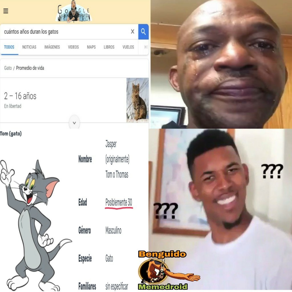 Memes De Gatos Dibujo