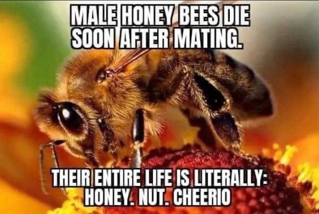 The best Bees memes ) Memedroid