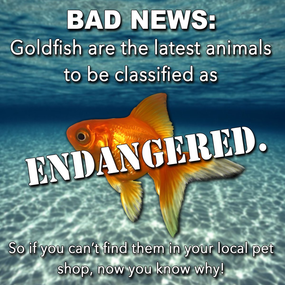 The best fish memes ) Memedroid