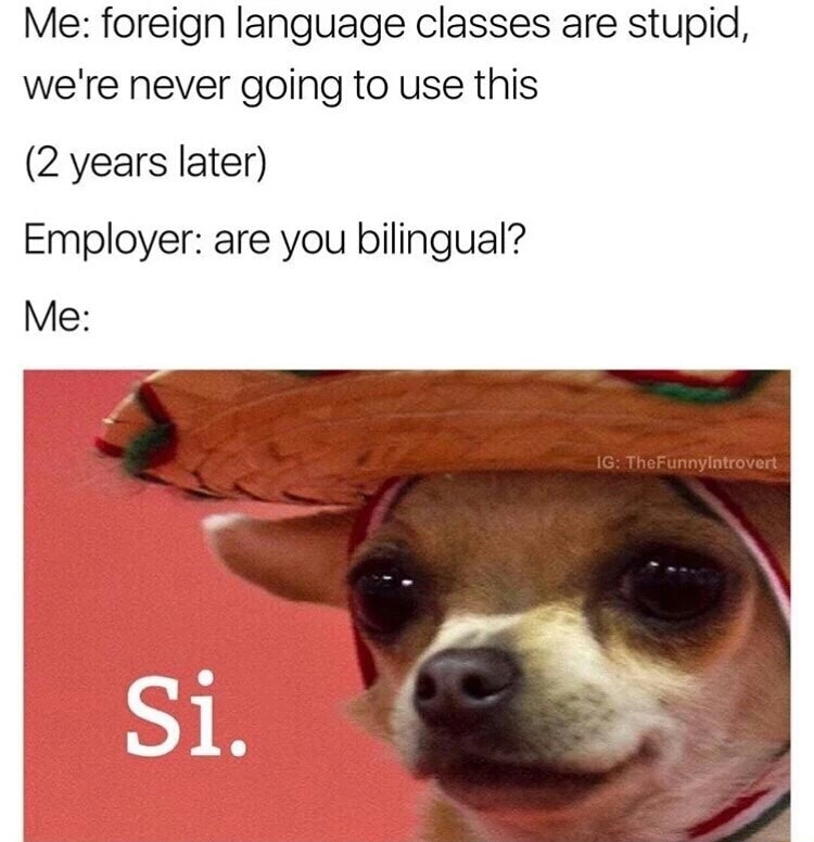 Funny Mexican Chihuahua Memes bmpgubbins