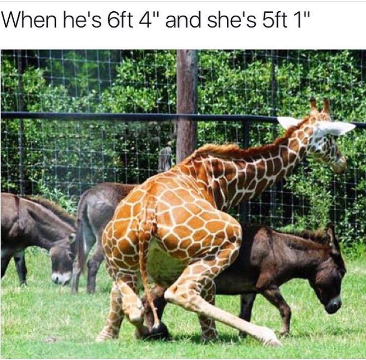 That "giraffe" Meme by ycamal90 ) Memedroid