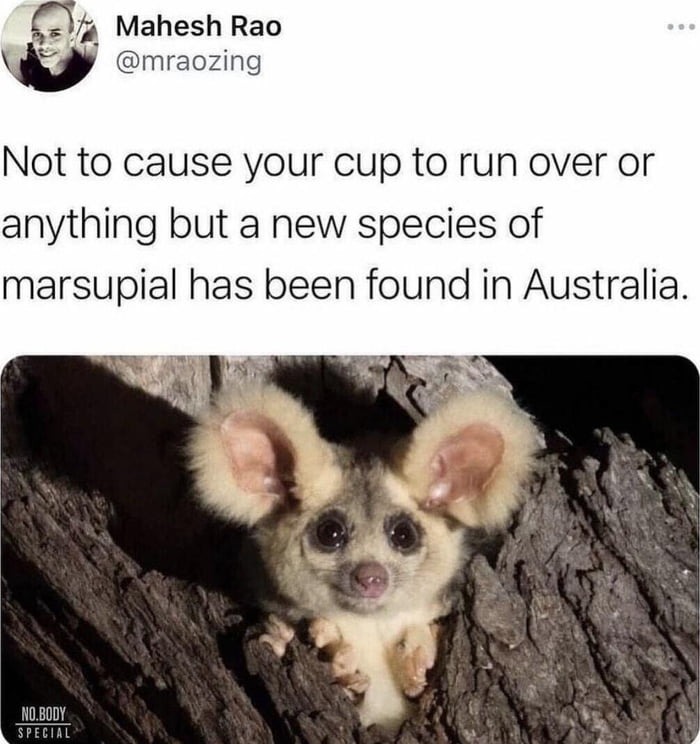 The best Australia memes ) Memedroid