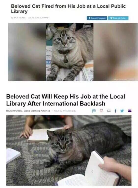 Cats rule dogs drool Meme subido por Bluetooth ) Memedroid