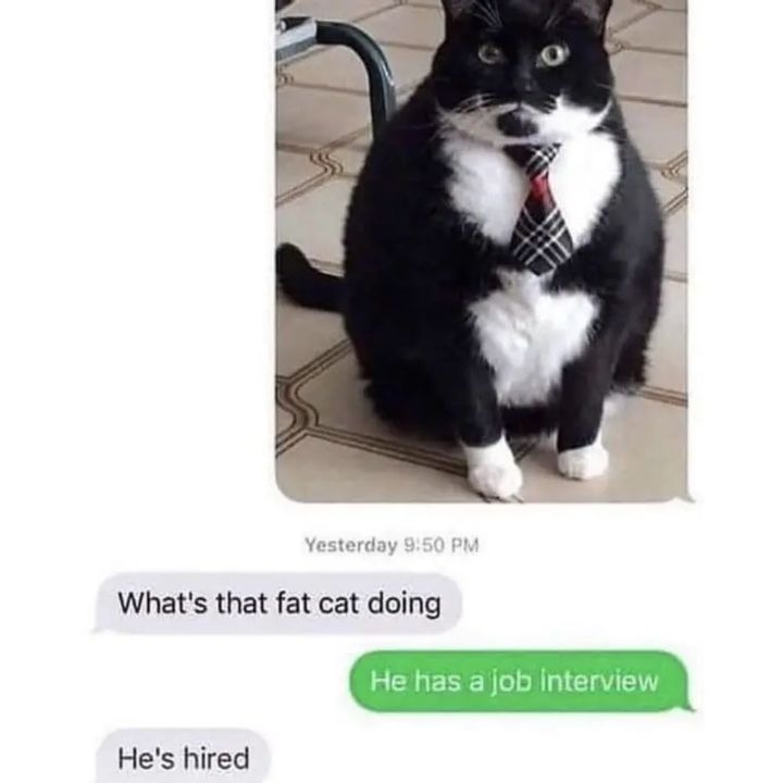 This fat cat has a job interview Meme by tivoxx ) Memedroid