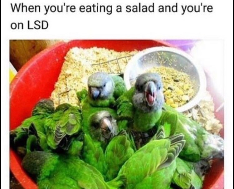The best Salad memes ) Memedroid