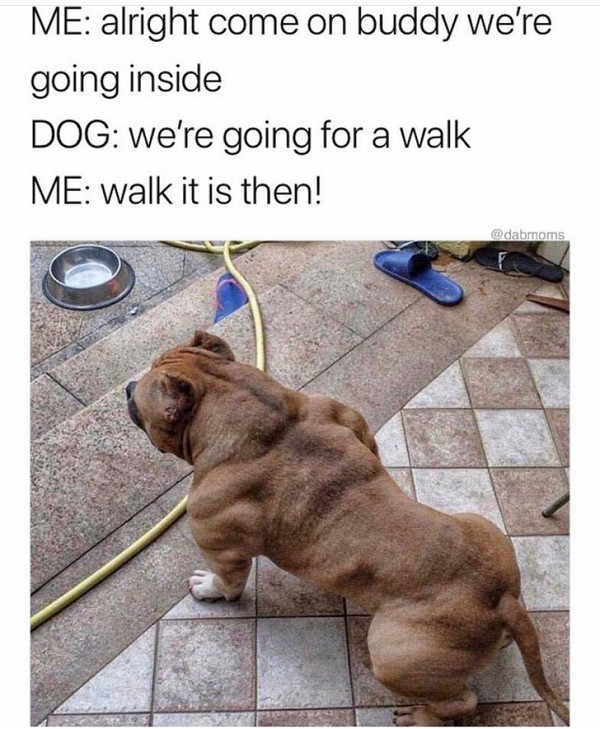 buff dog Meme by allacher ) Memedroid