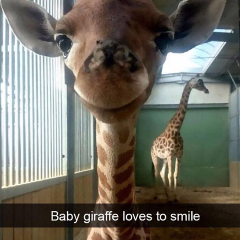 Baby giraffe loves to smils Meme by GagBee ) Memedroid