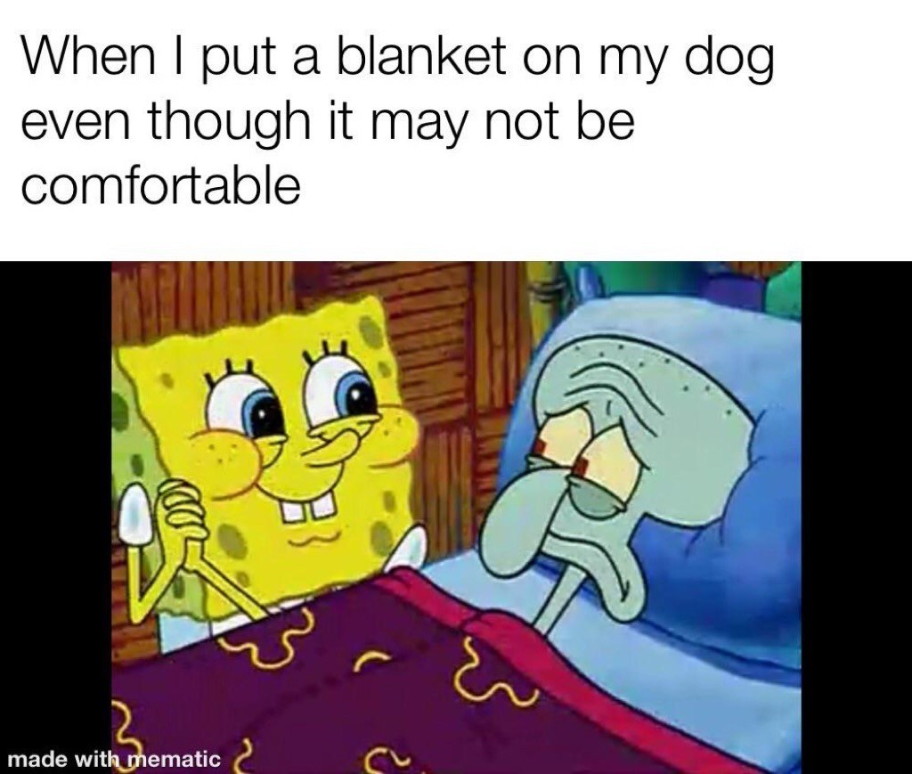 How my dog is in a blanket Meme by Memeasaretogood28 ) Memedroid