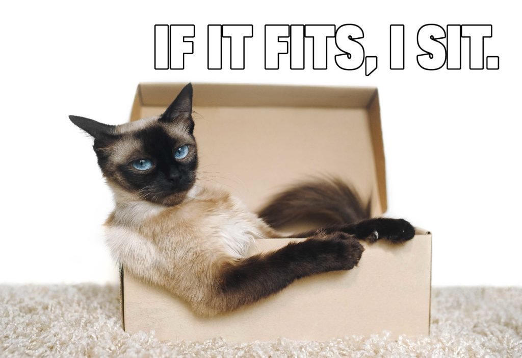 if it fits i sit cat meme Meme by anime_kid39 ) Memedroid