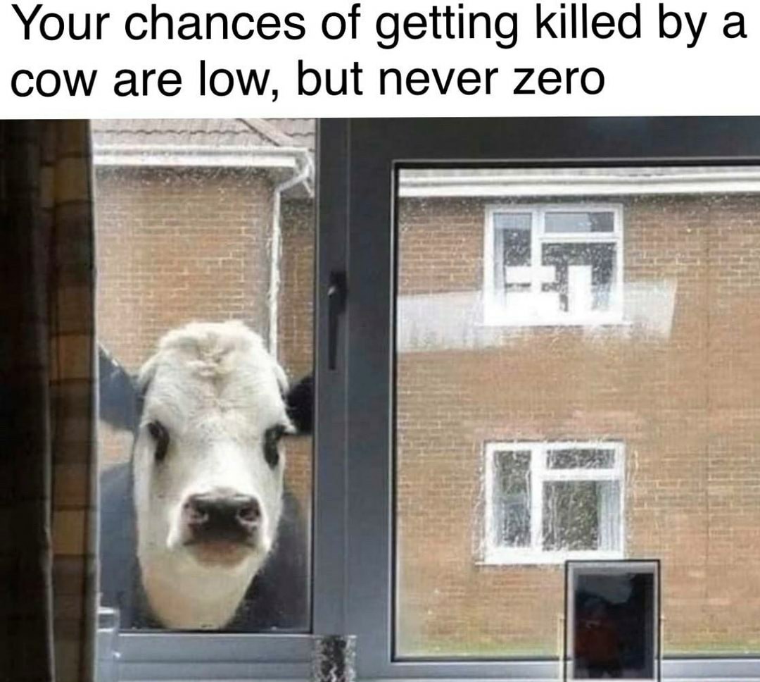 Cow Meme by VineIsLife ) Memedroid