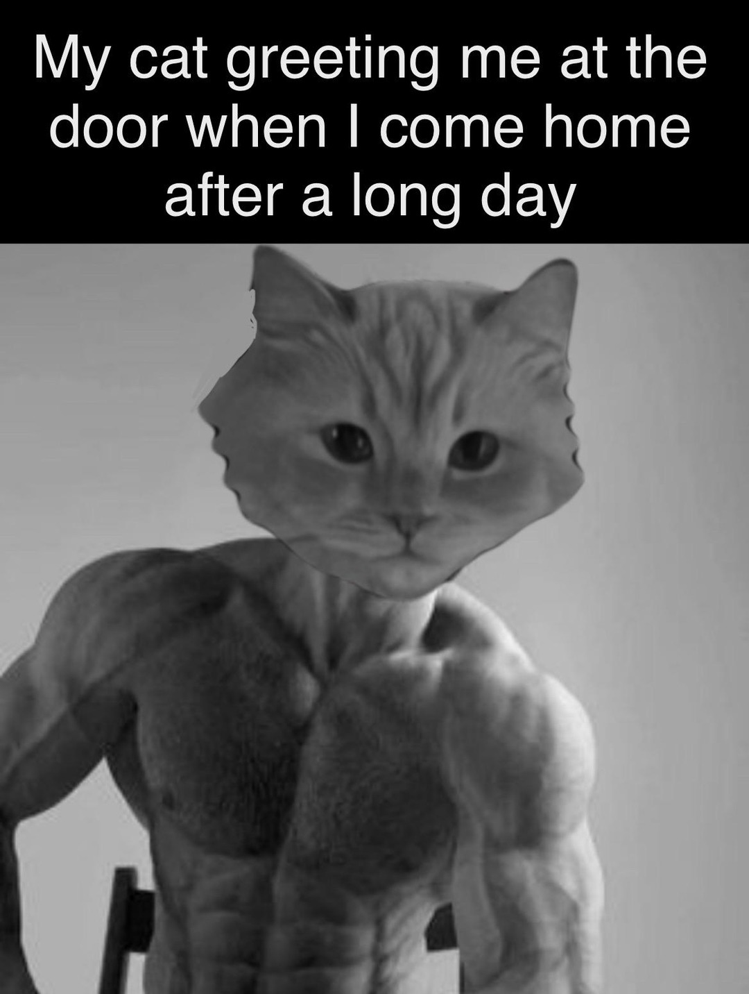 Gigachad cat meme Meme by BluewoMeme ) Memedroid