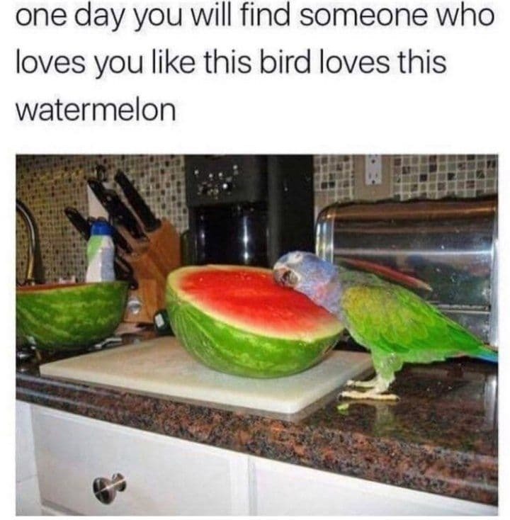 The best watermelon memes ) Memedroid