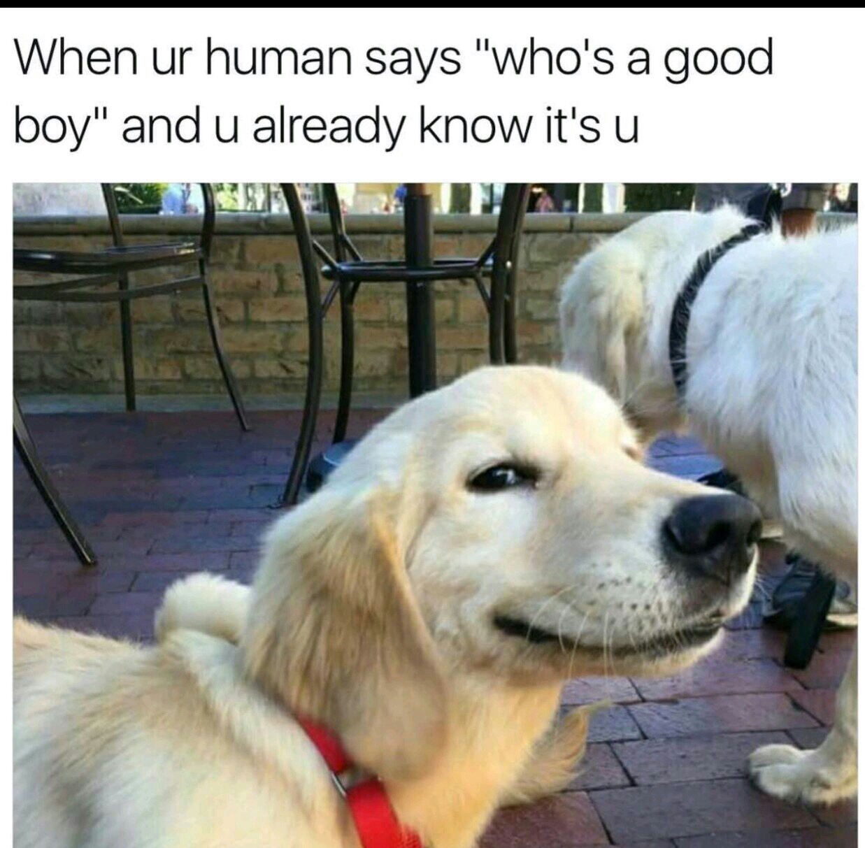 Happy Doggo Meme by 4TUNE ) Memedroid