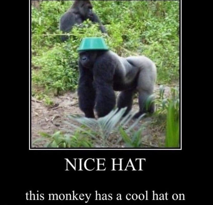 The best Gorilla memes ) Memedroid