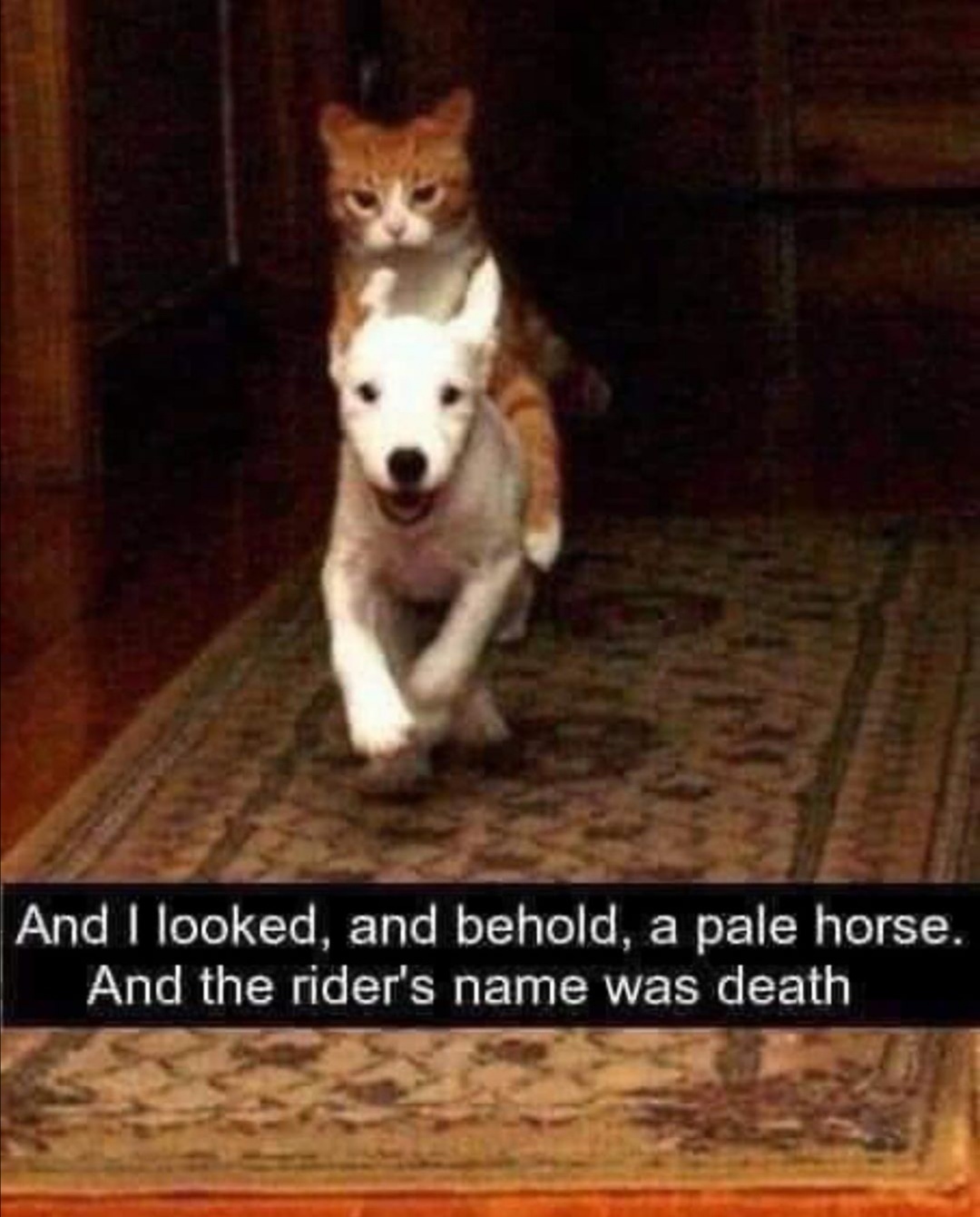 Cat and dog Meme by donDale ) Memedroid