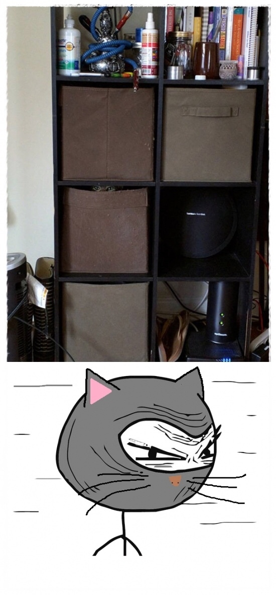 Feel like a cat l Meme subido por Jackie_Sparrow73 ) Memedroid