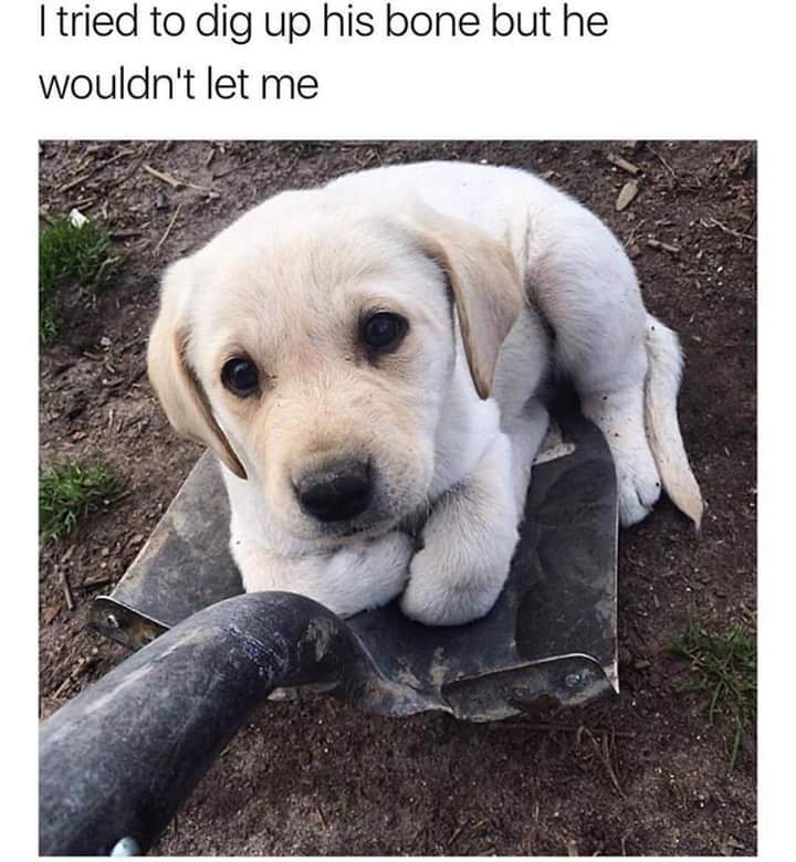 Poll Dogs vs. Cats Page 89 Lustria Online