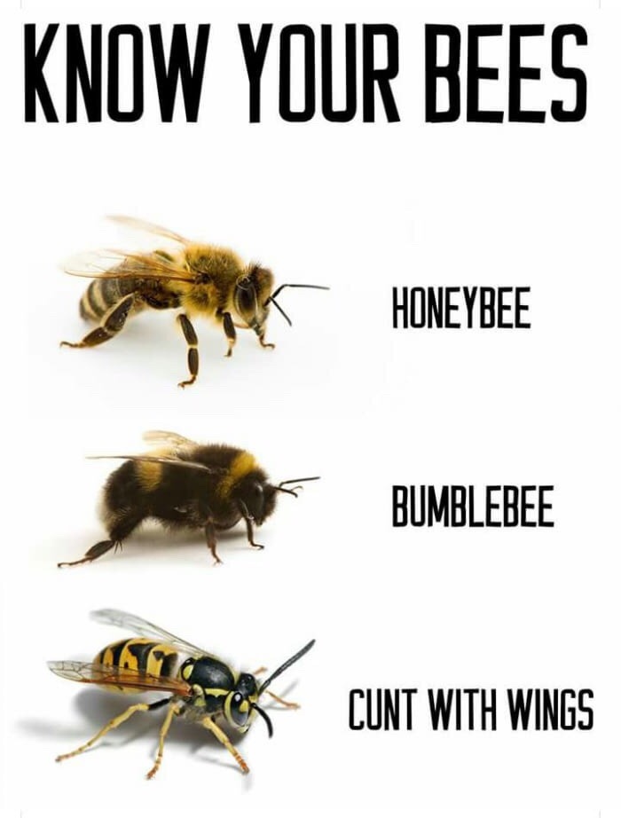 know your bees Meme by Traversecheese ) Memedroid