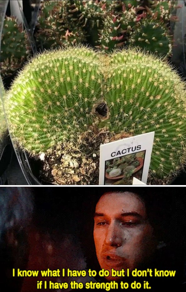 The best Cactus memes ) Memedroid