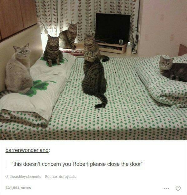 Cat cult Meme by Tweet ) Memedroid
