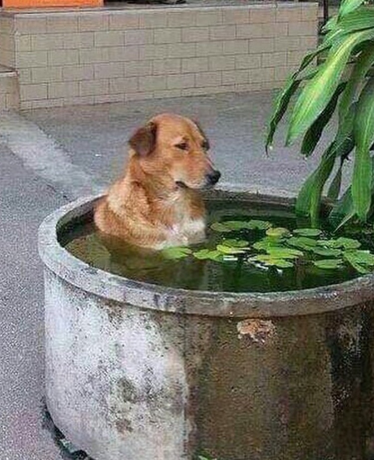 wash dogs Meme subido por ycubas98 ) Memedroid