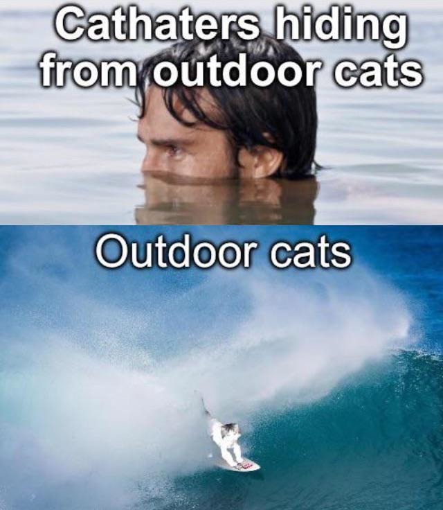 Outdoor cats meme Meme subido por HelsinkiBECH ) Memedroid