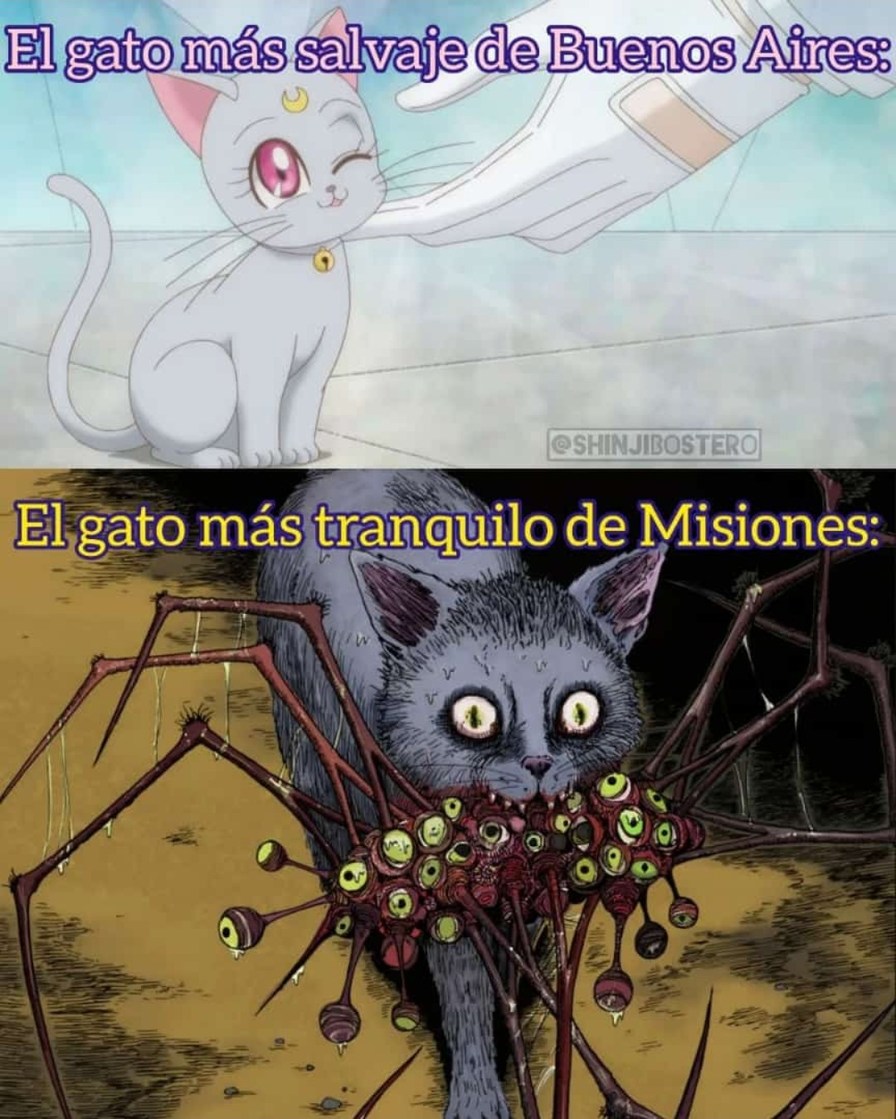 El gato Meme subido por Chirolita ) Memedroid