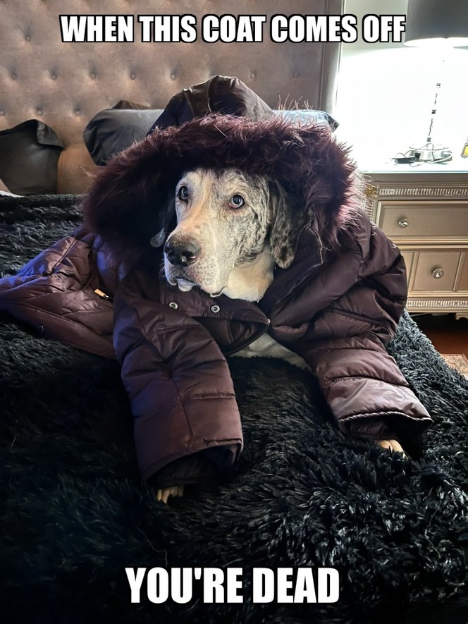 Ruff dogg Meme subido por ANONYMAXIMUS ) Memedroid