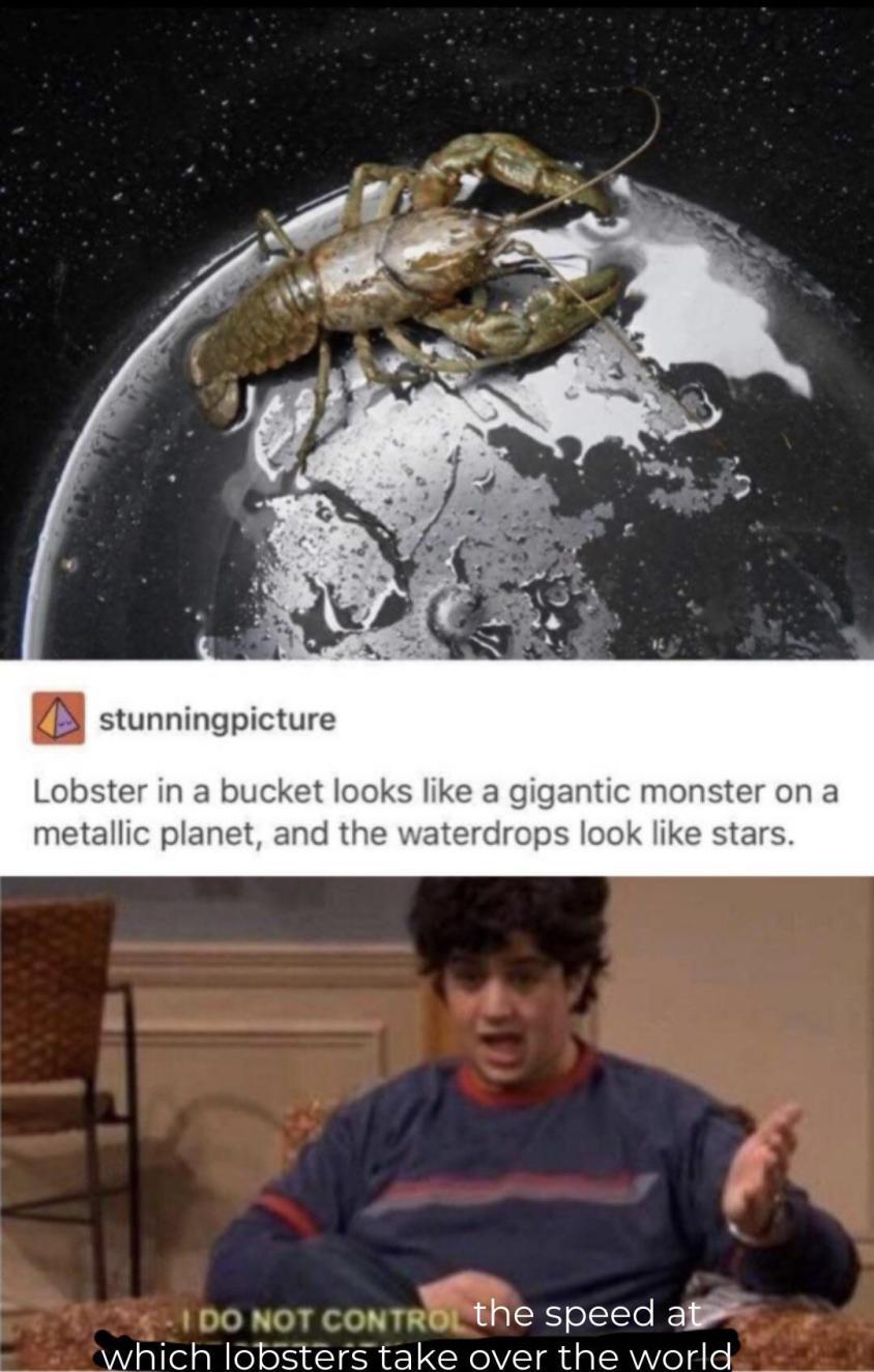 The best Lobsters memes ) Memedroid