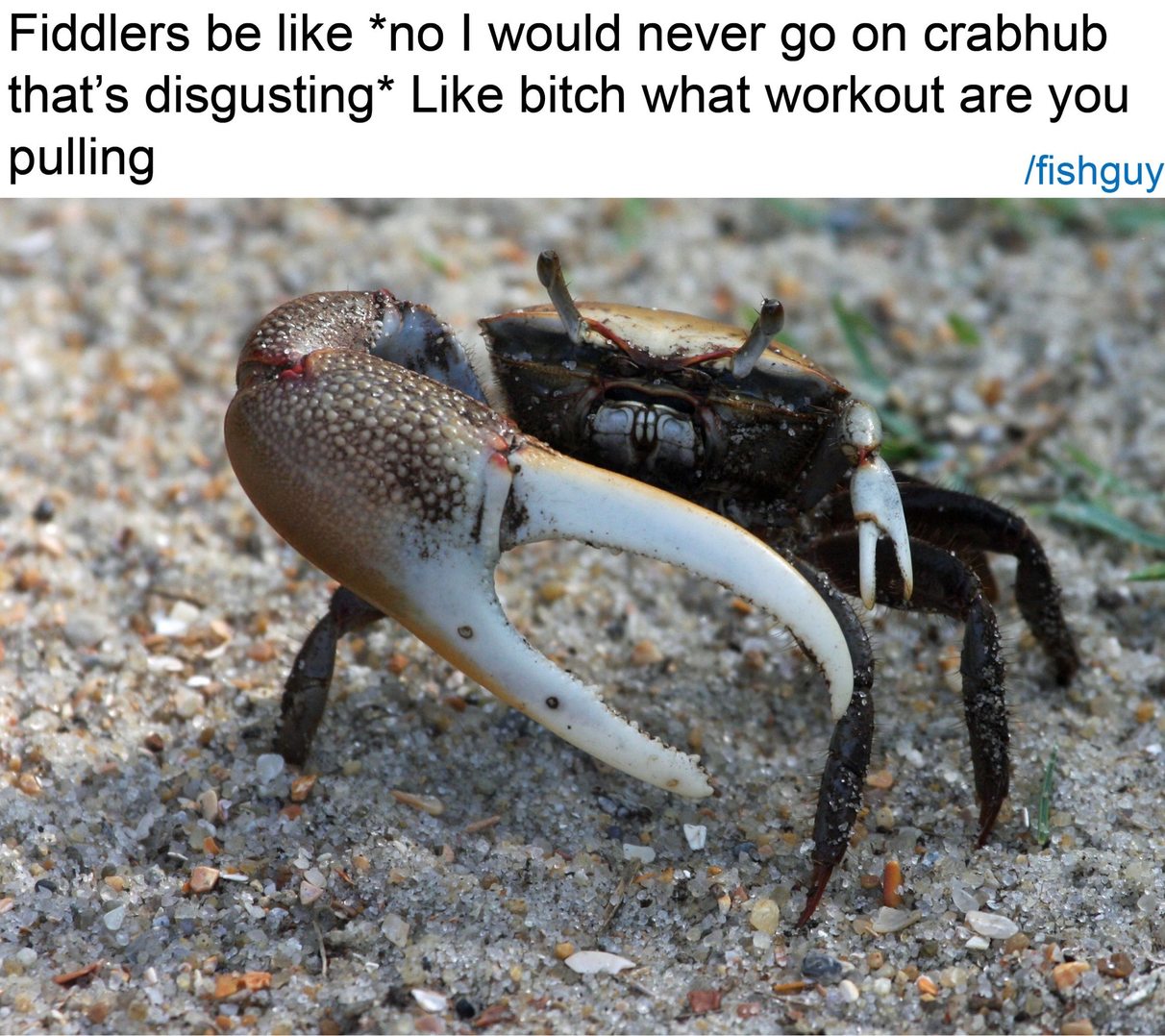 The best crab memes ) Memedroid
