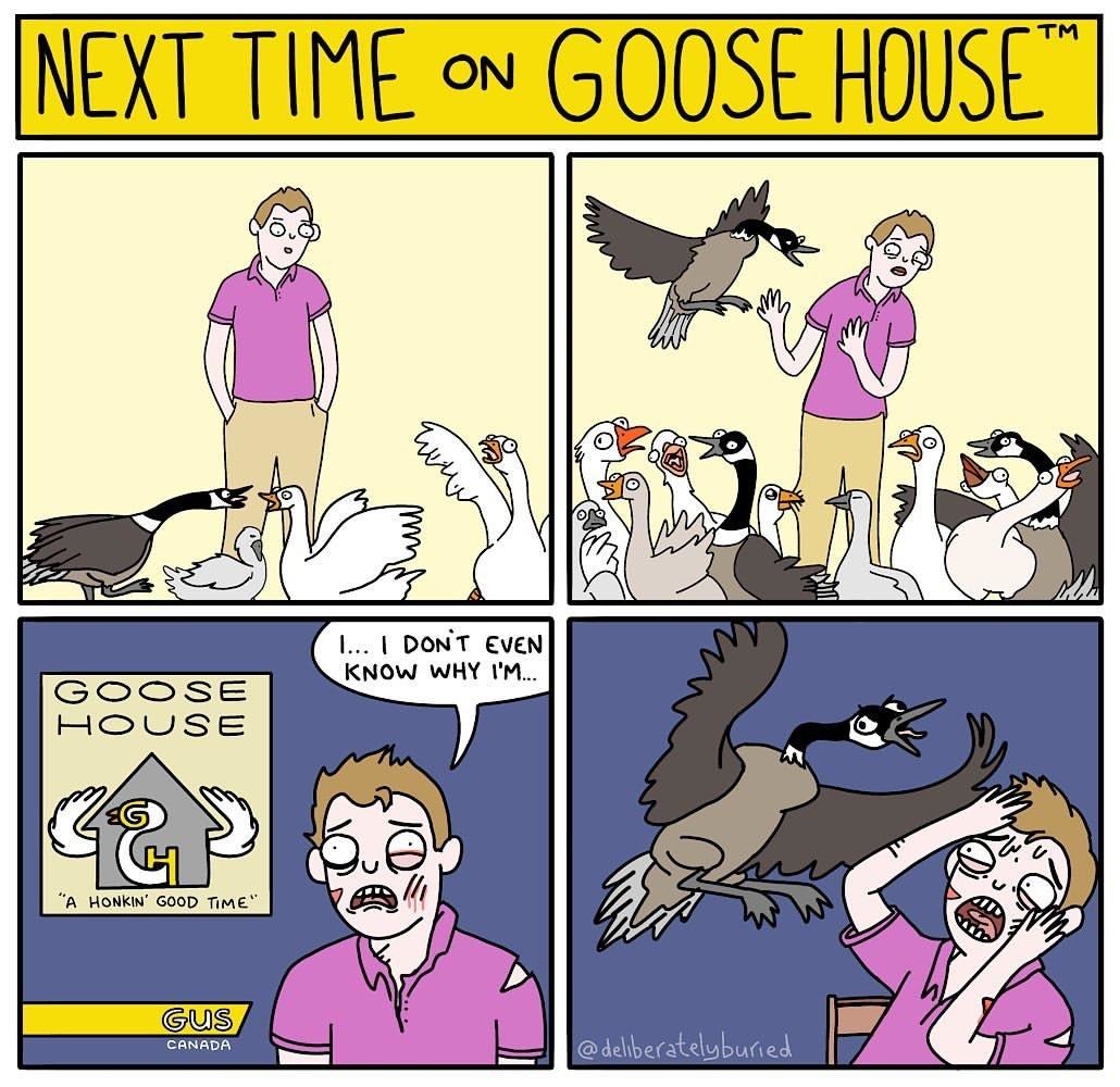The best Geese memes ) Memedroid