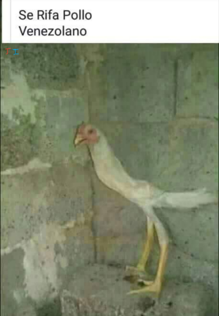Top memes de pato en español ) Memedroid