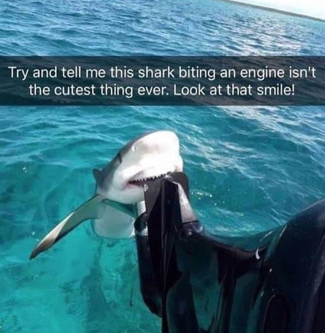 29 Baby Shark Meme Funny Woolseygirls Meme