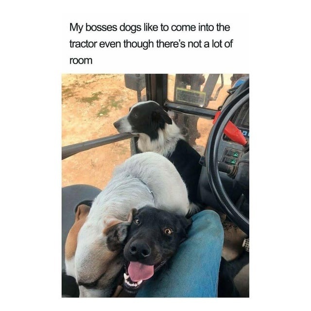 ﻿My bosses dogs like to come into the tractor even though theres not a lot of room
