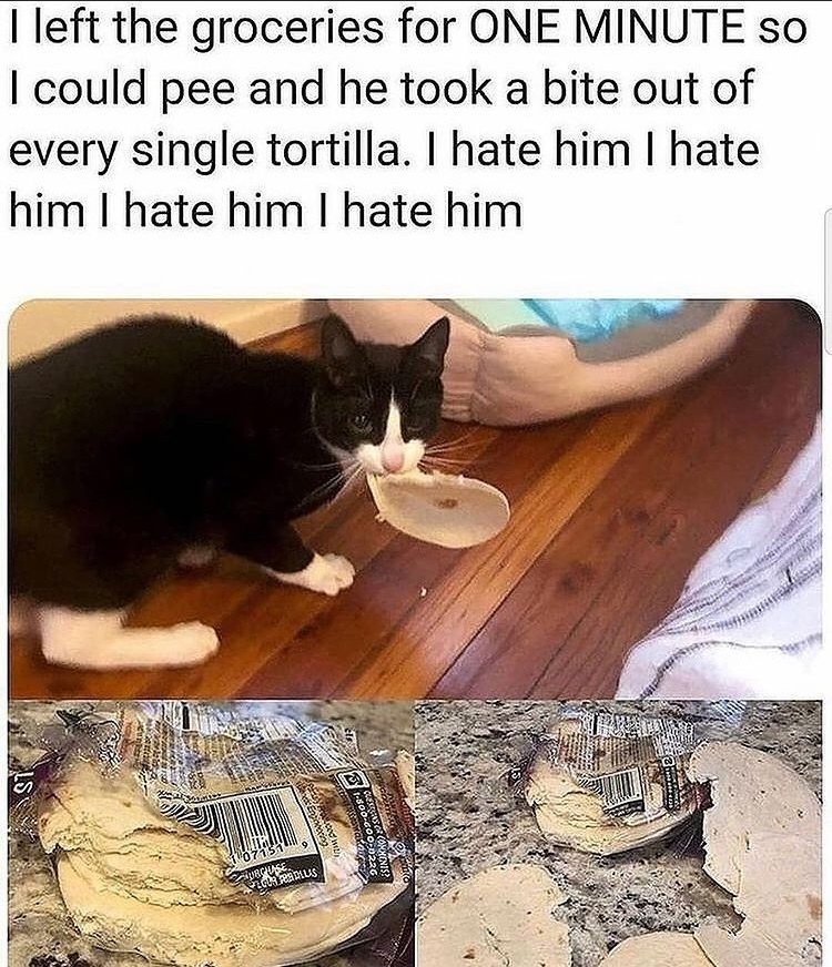 The best Tortilla memes ) Memedroid