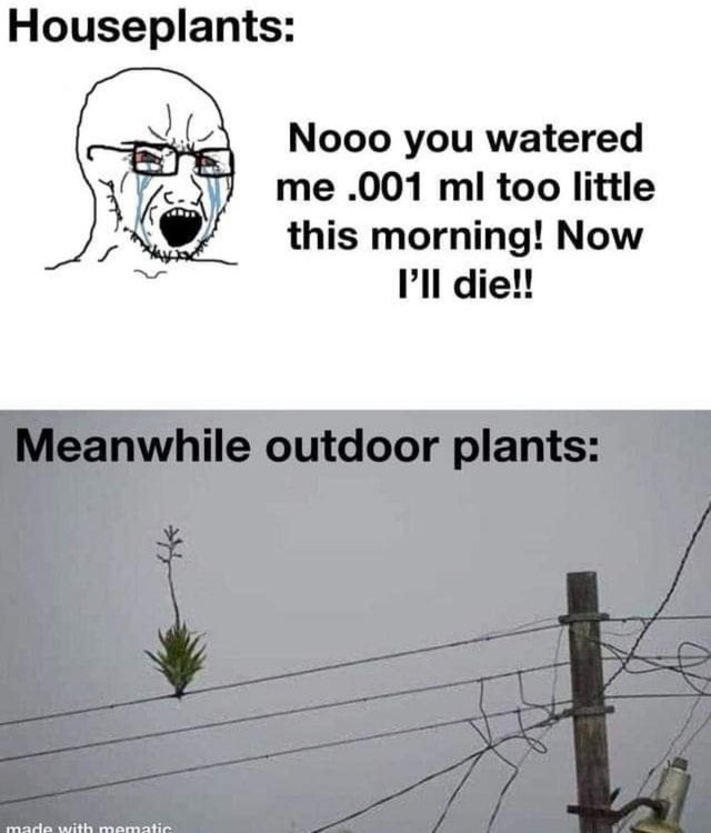 Outdoor plants Meme subido por ChemicalRip ) Memedroid