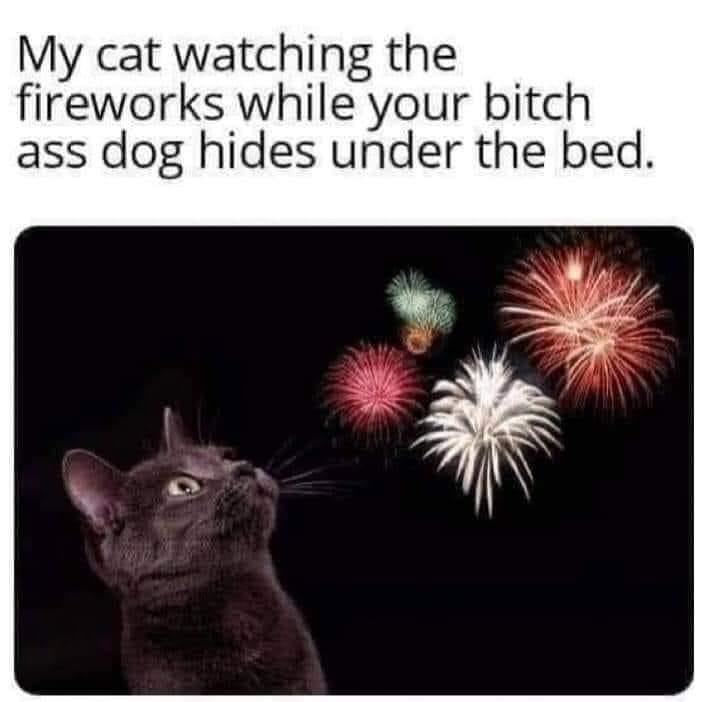 Cats, dogs and fireworks Meme subido por slurpmaldo ) Memedroid