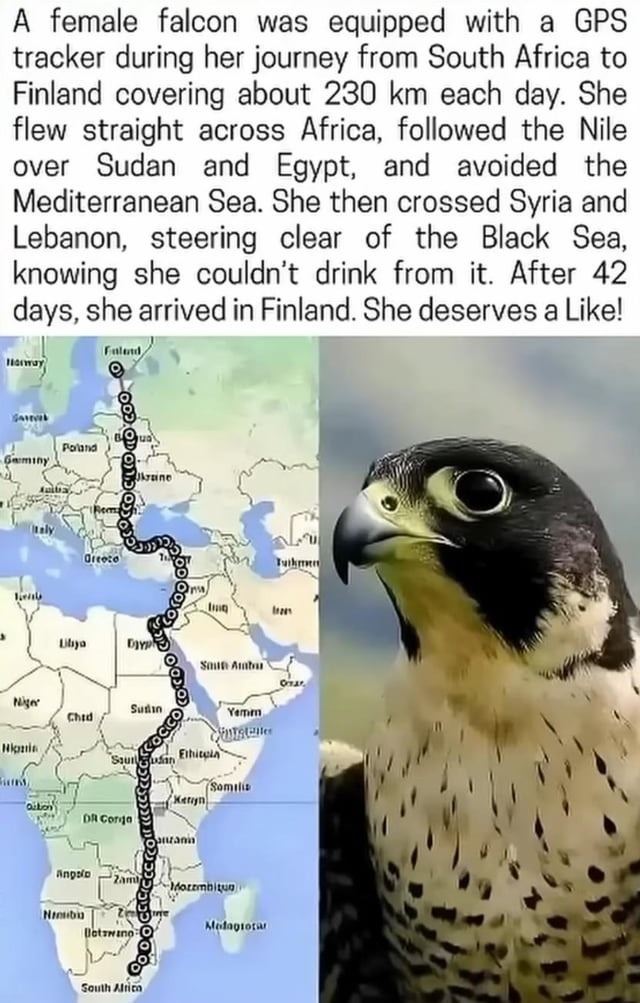 ﻿A female falcon was equipped with a GPS tracker during her journey from South Africa to Finland covering about 230 km each She flew straight across Africa, followed the Nile over Sudan and Egypt; and avoided the Mediterranean Sea. She then crossed Syria and Lebanon;,  steering clear of the Black   Sea; knowing  she couldn’t drink from it: After 42 she arrived in Finland. She deserves a Likel Hn rouia SiiIt Alutlaut Sunin 34mu Ghid Iklila fuutel Sanim 0 corio anp:to Imnllyn Itubu Klolauiofm Gouih _ day: days, Kuls (Ue?