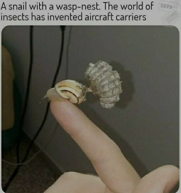 Snail memes Meme by Dlegofan ) Memedroid