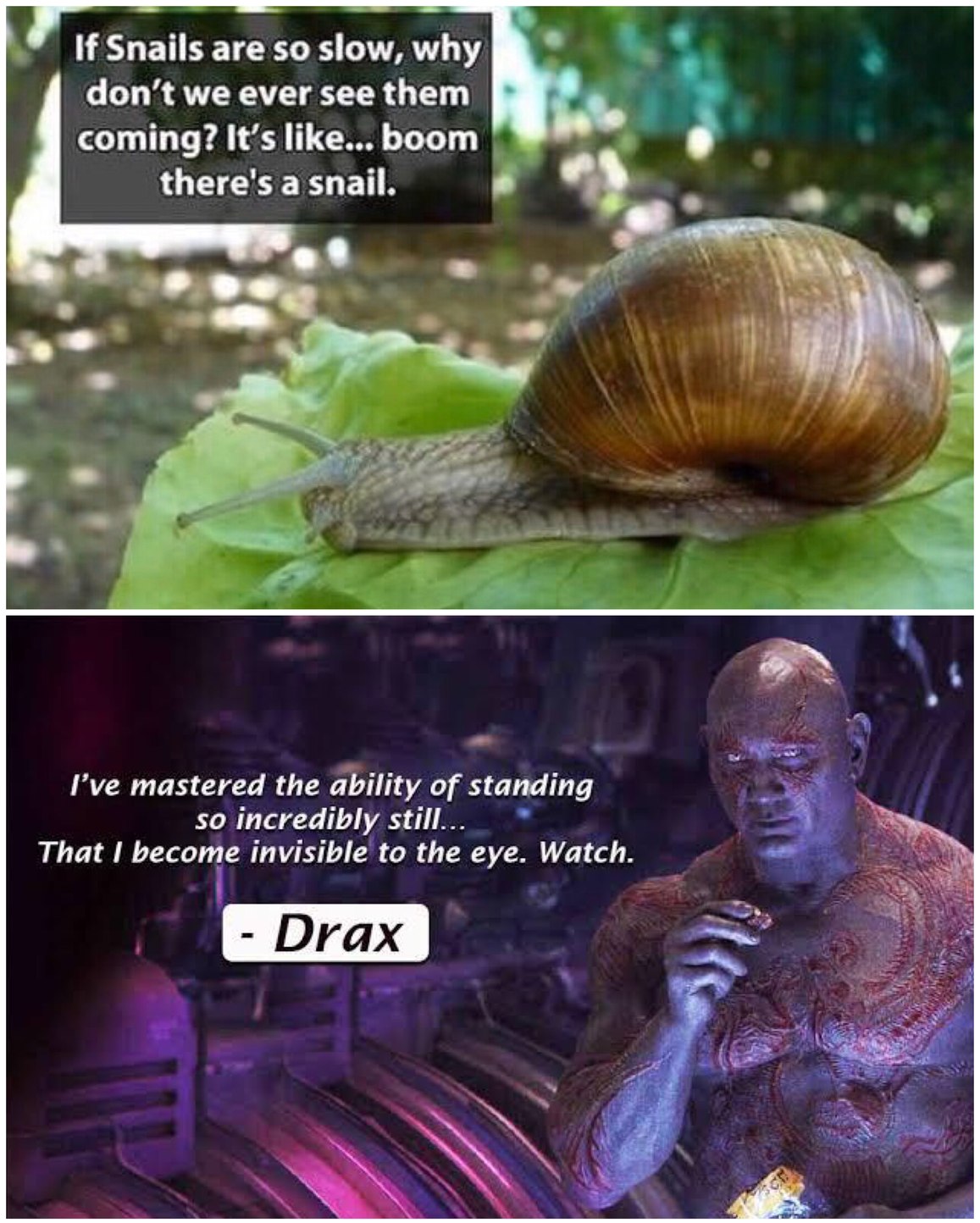 The best snail memes ) Memedroid