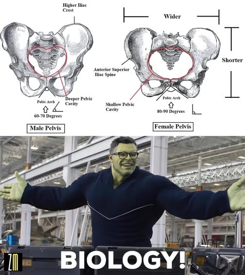 ﻿HieherMMt Cret Wider Shorter Kenlerim Supcrior Iluc Suint Decpet Pehvic Wuhlc Ar LeUtth Shallow Pchic Cau 80-90 Degrces G0-70 Deercu Male Pelvis Female Pelvis BIOLOGY! C