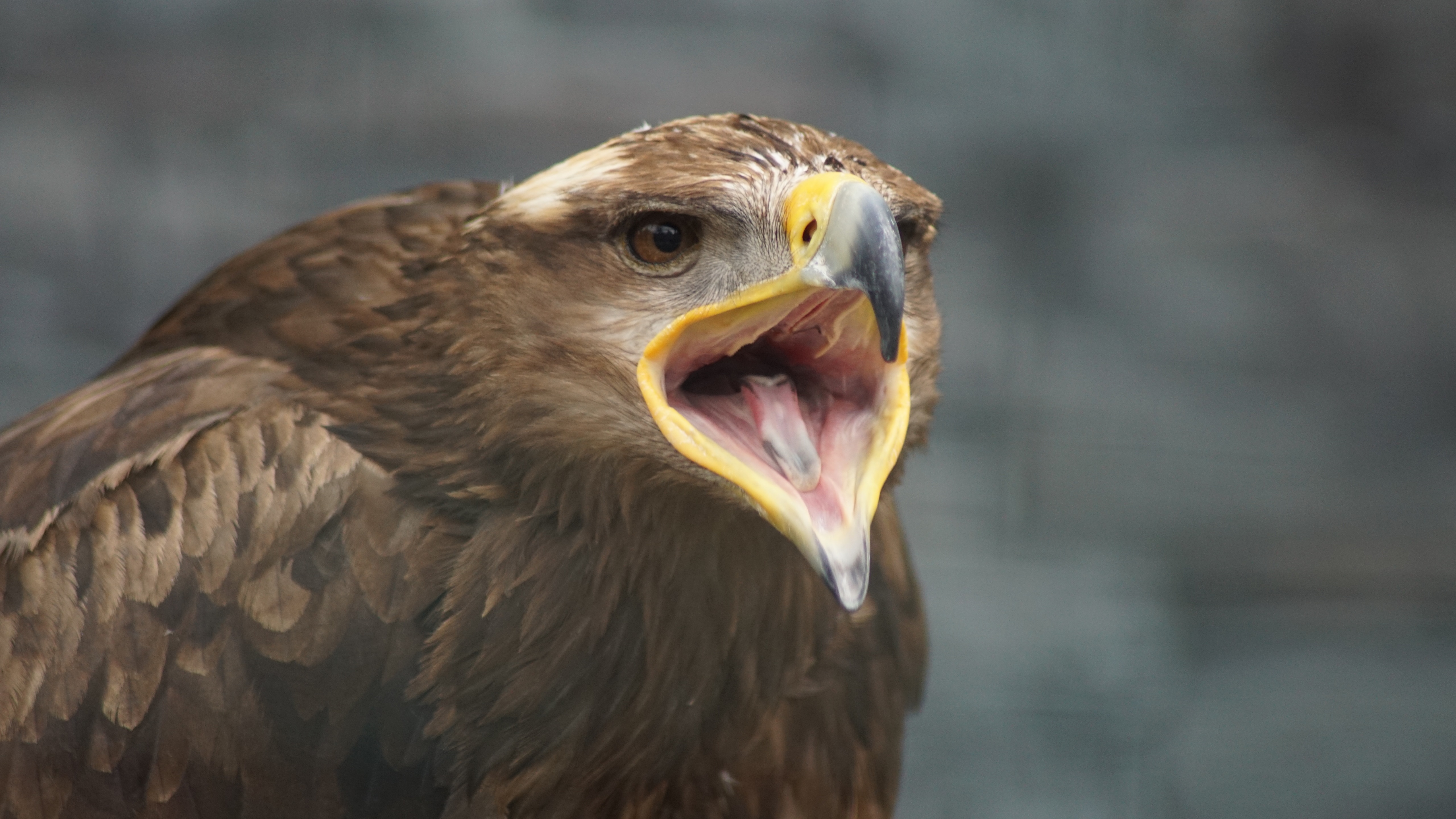 Download Eagle Bird Animal Golden Eagle 4k Ultra HD Wallpaper